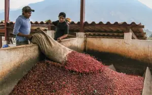 Antigua là một trong những vùng trồng cà phê lâu đời nhất ở Guatemala, đã xây dựng được danh tiếng về chất lượng cà phê tuyệt hảo.