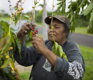 Cà phê Kona (Hawaii) là một loại cà phê Arabica cao cấp, được trồng trên các sườn núi lửa Hualalai và Mauna Loa ở quận Kona, Đảo Lớn Hawaii.