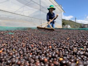 Moka Cầu Đất của Việt Nam là một trong những loại hạt cà phê ngon nhất thế giới.