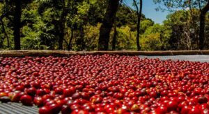 Cà phê Geisha Panama là một loại cà phê đặc biệt và đắt đỏ, nổi tiếng với hương vị độc đáo và phức tạp.