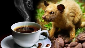 Cà phê Chồn là một trong những loại cà phê rang xay đặc biệt và quý hiếm bậc nhất thế giới.