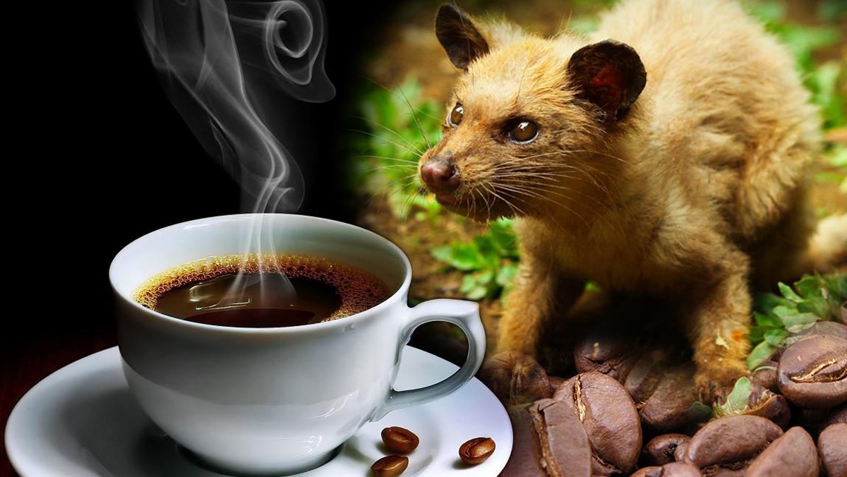 Cà phê Chồn là một trong những loại cà phê rang xay đặc biệt và quý hiếm bậc nhất thế giới