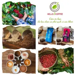 Hello 5 Coffee ROYAL