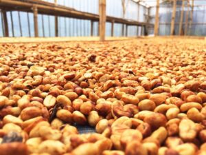 Phương pháp chế biến Honey tạo ra hương vị và màu sắc khác biệt hoàn toàn so với các phương pháp truyền thống.
