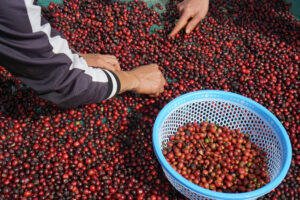 Những hạt cà phê Fine Robusta được chọn lọc rất kỹ.