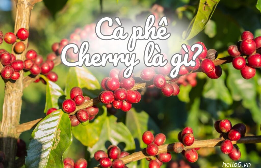 cà phê cherry