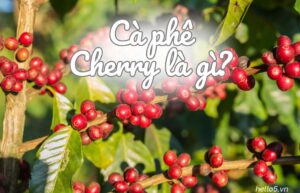 cà phê cherry