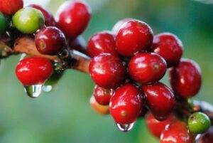 Cà phê Cherry hay còn gọi là cà phê mít đặc trưng bởi những hạt cà phê to gấp rưỡi bình thường.