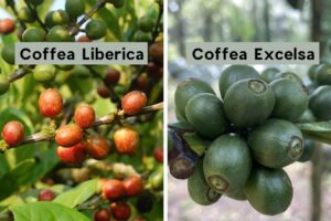 Hai giống chính của cà phê Cherry