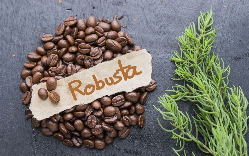 gia-ca-phe-robusta