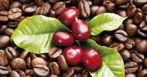 hạt cà phê Cherry