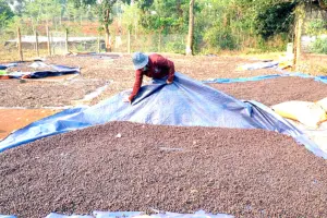 nguồn gốc của cà phê Cherry tại Việt Nam