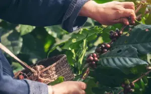 Cà phê Cherry không quá phổ biến và chỉ được trồng nhỏ lẻ ở một số địa phương.