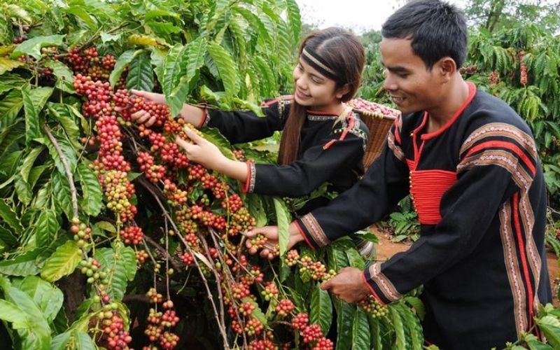 Đắk Lắk có những trang trại sản xuất cà phê Chồn rất nổi tiếng.