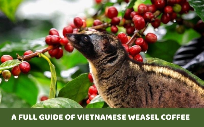 Mẹo để phân biệt cà phê chồn thật – giả