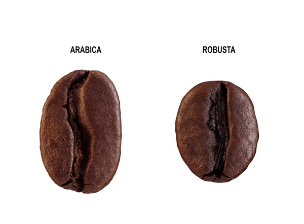 Ph n Bi t H t Arabica V Robusta 8 Kh c Bi t G i Ch n Mua 2025 
